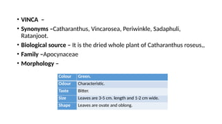 • VINCA –
• Synonyms –Catharanthus, Vincarosea, Periwinkle, Sadaphuli,
Ratanjoot.
• Biological source – It is the dried whole plant of Catharanthus roseus,,
• Family –Apocynaceae
• Morphology –
Colour Green.
Odour Characteristic.
Taste Bitter.
Size Leaves are 3-5 cm. length and 1-2 cm wide.
Shape Leaves are ovate and oblong.
 