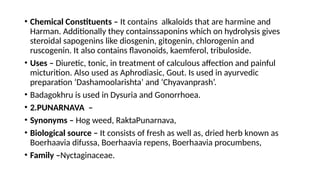 • Chemical Constituents – It contains alkaloids that are harmine and
Harman. Additionally they containssaponins which on hydrolysis gives
steroidal sapogenins like diosgenin, gitogenin, chlorogenin and
ruscogenin. It also contains flavonoids, kaemferol, tribuloside.
• Uses – Diuretic, tonic, in treatment of calculous affection and painful
micturition. Also used as Aphrodiasic, Gout. Is used in ayurvedic
preparation ‘Dashamoolarishta’ and ‘Chyavanprash’.
• Badagokhru is used in Dysuria and Gonorrhoea.
• 2.PUNARNAVA –
• Synonyms – Hog weed, RaktaPunarnava,
• Biological source – It consists of fresh as well as, dried herb known as
Boerhaavia difussa, Boerhaavia repens, Boerhaavia procumbens,
• Family –Nyctaginaceae.
 