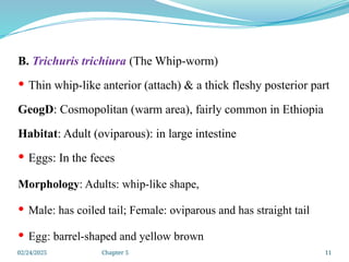 02/24/2025 Chapter 5 11
B. Trichuris trichiura (The Whip-worm)
 Thin whip-like anterior (attach) & a thick fleshy posterior part
GeogD: Cosmopolitan (warm area), fairly common in Ethiopia
Habitat: Adult (oviparous): in large intestine
 Eggs: In the feces
Morphology: Adults: whip-like shape,
 Male: has coiled tail; Female: oviparous and has straight tail
 Egg: barrel-shaped and yellow brown
 