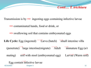 02/24/2025 Chapter 5 12
Conti… T. trichiura
Transmission is by => ingesting eggs containing infective larvae
=> contaminated hands, food or drink, or
=> swallowing soil that contains embryonated eggs
Life Cycle: Egg (ingested) Larva (hatch) small intestine villa
(penetrate) large intestine(migrate) Adult immature Egg (a/r
mating) soil with stool (embryonated egg) Larvae (Warm soil)
Egg contain infective larvae
 