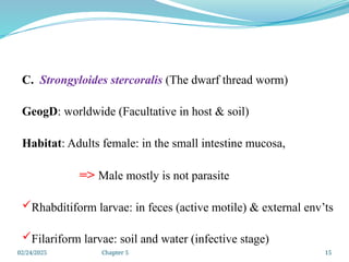 02/24/2025 Chapter 5 15
C. Strongyloides stercoralis (The dwarf thread worm)
GeogD: worldwide (Facultative in host & soil)
Habitat: Adults female: in the small intestine mucosa,
=> Male mostly is not parasite
Rhabditiform larvae: in feces (active motile) & external env’ts
Filariform larvae: soil and water (infective stage)
 