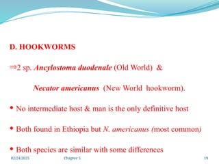 02/24/2025 Chapter 5 19
D. HOOKWORMS
Þ2 sp. Ancylostoma duodenale (Old World) &
Necator americanus (New World hookworm).
 No intermediate host & man is the only definitive host
 Both found in Ethiopia but N. americanus (most common)
 Both species are similar with some differences
 