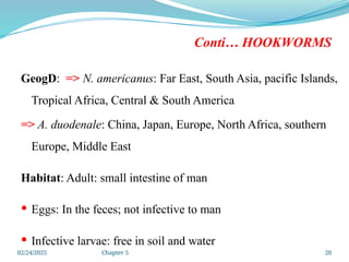 02/24/2025 Chapter 5 20
Conti… HOOKWORMS
GeogD: => N. americanus: Far East, South Asia, pacific Islands,
Tropical Africa, Central & South America
=> A. duodenale: China, Japan, Europe, North Africa, southern
Europe, Middle East
Habitat: Adult: small intestine of man
 Eggs: In the feces; not infective to man
 Infective larvae: free in soil and water
 