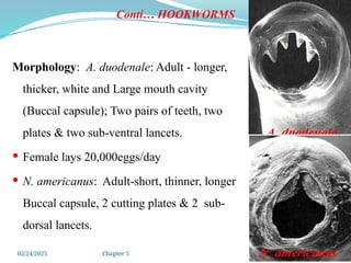 02/24/2025 Chapter 5 21
Conti… HOOKWORMS
Morphology: A. duodenale: Adult - longer,
thicker, white and Large mouth cavity
(Buccal capsule); Two pairs of teeth, two
plates & two sub-ventral lancets.
 Female lays 20,000eggs/day
 N. americanus: Adult-short, thinner, longer
Buccal capsule, 2 cutting plates & 2 sub-
dorsal lancets.
 