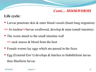 02/24/2025 Chapter 5 23
Conti… HOOKWORMS
Life cycle:
 Larvae penetrate skin & enter blood vessels (heart-lung migration)
=> At trachea=>larvae swallowed, develop & mate (small intestine)
 The worm attach to the small intestine wall
=> suck mucus & blood from the host
 Female worms lay eggs which are passed in the feces
 Egg (External Env’t) develops & hatches to rhabditiform larvae
then filariform larvae
 