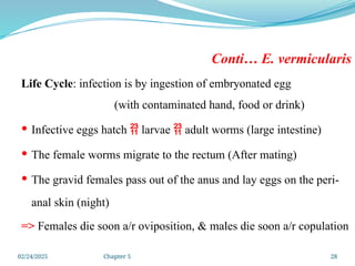 02/24/2025 Chapter 5 28
Conti… E. vermicularis
Life Cycle: infection is by ingestion of embryonated egg
(with contaminated hand, food or drink)
 Infective eggs hatch  larvae  adult worms (large intestine)
 The female worms migrate to the rectum (After mating)
 The gravid females pass out of the anus and lay eggs on the peri-
anal skin (night)
=> Females die soon a/r oviposition, & males die soon a/r copulation
 