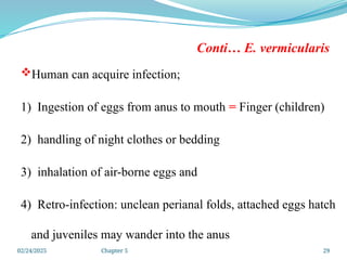 02/24/2025 Chapter 5 29
Conti… E. vermicularis
Human can acquire infection;
1) Ingestion of eggs from anus to mouth = Finger (children)
2) handling of night clothes or bedding
3) inhalation of air-borne eggs and
4) Retro-infection: unclean perianal folds, attached eggs hatch
and juveniles may wander into the anus
 