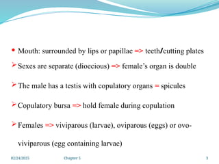 02/24/2025 Chapter 5 3
 Mouth: surrounded by lips or papillae => teeth/cutting plates
Sexes are separate (dioecious) => female’s organ is double
The male has a testis with copulatory organs = spicules
Copulatory bursa => hold female during copulation
Females => viviparous (larvae), oviparous (eggs) or ovo-
viviparous (egg containing larvae)
 