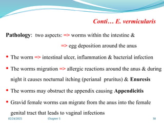 02/24/2025 Chapter 5 30
Conti… E. vermicularis
Pathology: two aspects: => worms within the intestine &
=> egg deposition around the anus
 The worm => intestinal ulcer, inflammation & bacterial infection
 The worms migration => allergic reactions around the anus & during
night it causes nocturnal itching (perianal pruritus) & Enuresis
 The worms may obstruct the appendix causing Appendicitis
 Gravid female worms can migrate from the anus into the female
genital tract that leads to vaginal infections
 