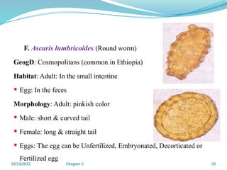 02/24/2025 Chapter 5 33
F. Ascaris lumbricoides (Round worm)
GeogD: Cosmopolitans (common in Ethiopia)
Habitat: Adult: In the small intestine
 Egg: In the feces
Morphology: Adult: pinkish color
 Male: short & curved tail
 Female: long & straight tail
 Eggs: The egg can be Unfertilized, Embryonated, Decorticated or
Fertilized egg
 