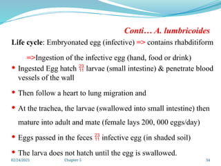 02/24/2025 Chapter 5 34
Conti… A. lumbricoides
Life cycle: Embryonated egg (infective) => contains rhabditiform
=>Ingestion of the infective egg (hand, food or drink)
 Ingested Egg hatch  larvae (small intestine) & penetrate blood
vessels of the wall
 Then follow a heart to lung migration and
 At the trachea, the larvae (swallowed into small intestine) then
mature into adult and mate (female lays 200, 000 eggs/day)
 Eggs passed in the feces  infective egg (in shaded soil)
 The larva does not hatch until the egg is swallowed.
 