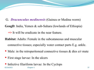 02/24/2025 Chapter 5 37
G. Dracunculus medinensis (Guinea or Medina worm)
GeogD: India, Yemen & sub-Sahara (lowlands of Ethiopia)
=> It will be eradicate in the near feature.
Habitat: Adults: Female in the subcutaneous and muscular
connective tissues; especially water contact parts E.g. ankle.
 Male: in the retroperitoneal connective tissues & dies a/r mate
 First stage larvae: In the ulcers
 Infective filariform larvae: In the Cyclops
 