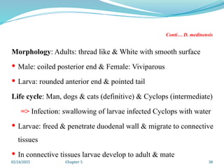02/24/2025 Chapter 5 38
Conti… D. medinensis
Morphology: Adults: thread like & White with smooth surface
 Male: coiled posterior end & Female: Viviparous
 Larva: rounded anterior end & pointed tail
Life cycle: Man, dogs & cats (definitive) & Cyclops (intermediate)
=> Infection: swallowing of larvae infected Cyclops with water
 Larvae: freed & penetrate duodenal wall & migrate to connective
tissues
 In connective tissues larvae develop to adult & mate
 