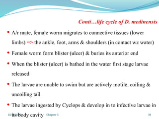 02/24/2025 Chapter 5 39
Conti…life cycle of D. medinensis
 A/r mate, female worm migrates to connective tissues (lower
limbs) => the ankle, foot, arms & shoulders (in contact wz water)
 Female worm form blister (ulcer) & buries its anterior end
 When the blister (ulcer) is bathed in the water first stage larvae
released
 The larvae are unable to swim but are actively motile, coiling &
uncoiling tail
 The larvae ingested by Cyclops & develop in to infective larvae in
its body cavity
 