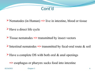 02/24/2025 Chapter 5 4
Cont’d
Nematodes (in Human) => live in intestine, blood or tissue
Have a direct life cycle
Tissue nematodes => transmitted by insect vectors
Intestinal nematodes => transmitted by fecal-oral route & soil
Have a complete DS with both oral & anal openings
=> esophagus or pharynx sucks food into intestine
 