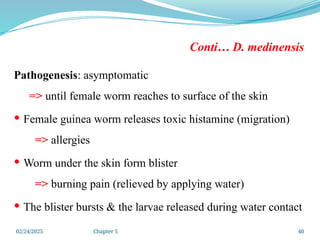 02/24/2025 Chapter 5 40
Conti… D. medinensis
Pathogenesis: asymptomatic
=> until female worm reaches to surface of the skin
 Female guinea worm releases toxic histamine (migration)
=> allergies
 Worm under the skin form blister
=> burning pain (relieved by applying water)
 The blister bursts & the larvae released during water contact
 
