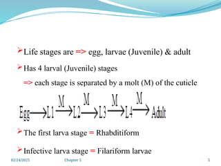 02/24/2025 Chapter 5 5
Life stages are => egg, larvae (Juvenile) & adult
Has 4 larval (Juvenile) stages
=> each stage is separated by a molt (M) of the cuticle
The first larva stage = Rhabditiform
Infective larva stage = Filariform larvae
 