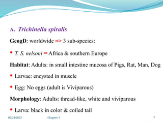 02/24/2025 Chapter 5 7
A. Trichinella spiralis
GeogD: worldwide => 3 sub-species:
 T. S. nelsoni = Africa & southern Europe
Habitat: Adults: in small intestine mucosa of Pigs, Rat, Man, Dog
 Larvae: encysted in muscle
 Egg: No eggs (adult is Viviparous)
Morphology: Adults: thread-like, white and viviparous
 Larva: black in color & coiled tail
 