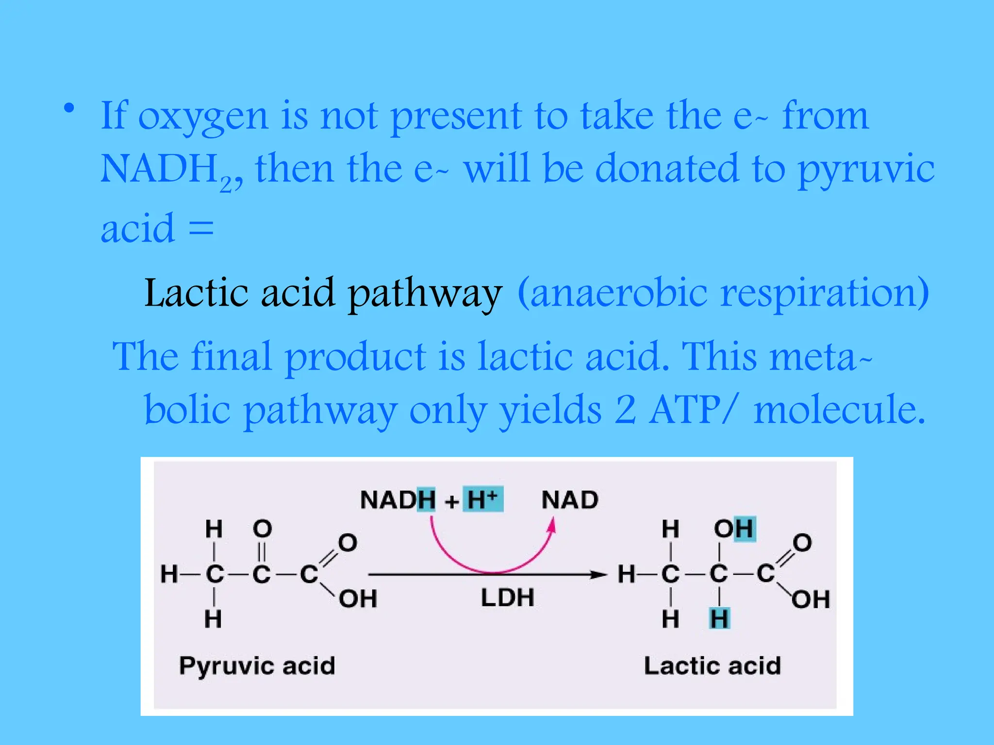 • If oxygen is not present to take the e- from
NADH2, then the e- will be donated to pyruvic
acid =
Lactic acid pathway (anaerobic respiration)
The final product is lactic acid. This meta-
bolic pathway only yields 2 ATP/ molecule.
 