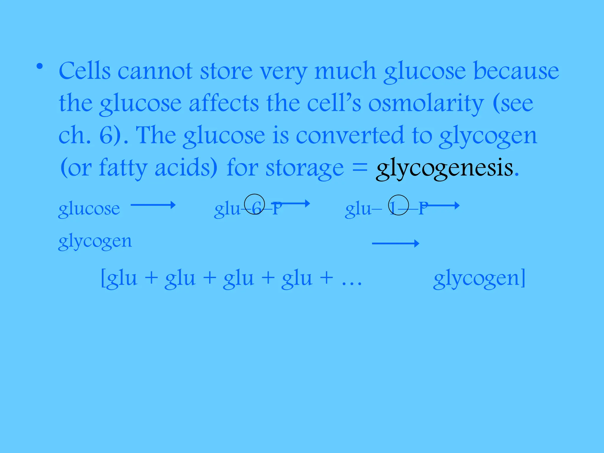 • Cells cannot store very much glucose because
the glucose affects the cell’s osmolarity (see
ch. 6). The glucose is converted to glycogen
(or fatty acids) for storage = glycogenesis.
glucose glu–6–P glu– 1—P
glycogen
[glu + glu + glu + glu + … glycogen]
 