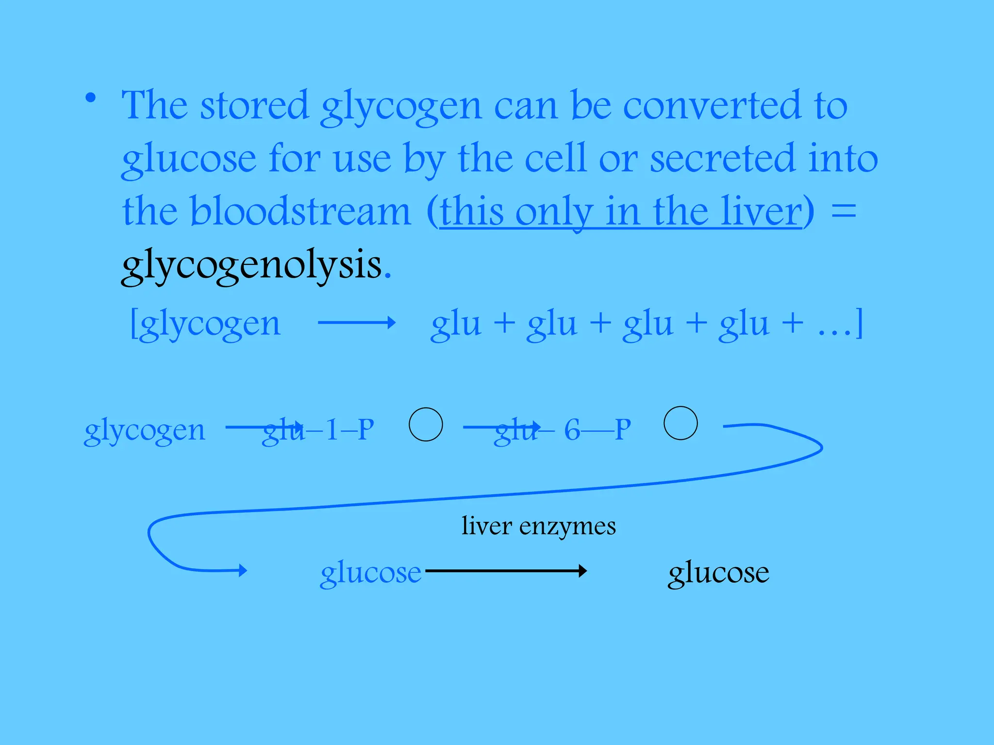 • The stored glycogen can be converted to
glucose for use by the cell or secreted into
the bloodstream (this only in the liver) =
glycogenolysis.
[glycogen glu + glu + glu + glu + …]
glycogen glu–1–P glu– 6—P
liver enzymes
glucose glucose
 
