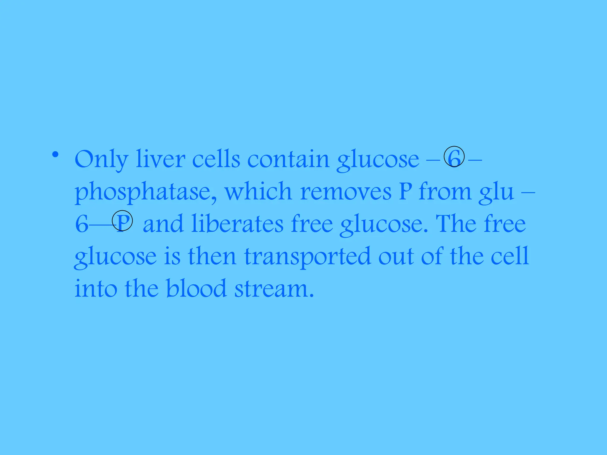 • Only liver cells contain glucose – 6 –
phosphatase, which removes P from glu –
6—P and liberates free glucose. The free
glucose is then transported out of the cell
into the blood stream.
 