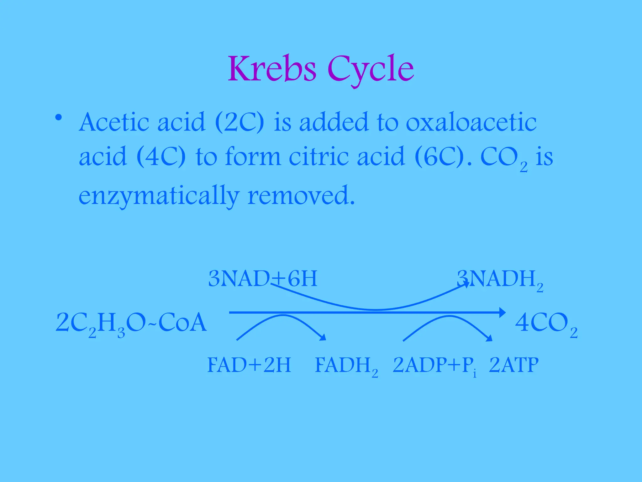 Krebs Cycle
• Acetic acid (2C) is added to oxaloacetic
acid (4C) to form citric acid (6C). CO2 is
enzymatically removed.
3NAD+6H 3NADH2
2C2H3O-CoA 4CO2
FAD+2H FADH2 2ADP+Pi 2ATP
 