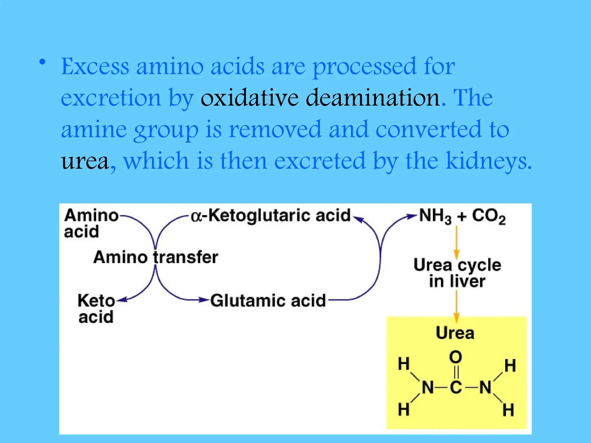 • Excess amino acids are processed for
excretion by oxidative deamination. The
amine group is removed and converted to
urea, which is then excreted by the kidneys.
 