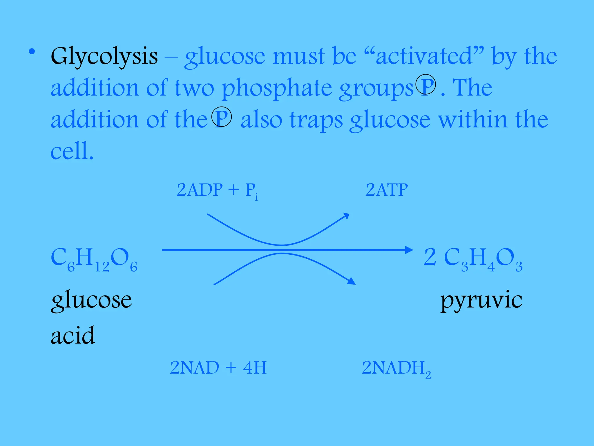 • Glycolysis – glucose must be “activated” by the
addition of two phosphate groups P . The
addition of the P also traps glucose within the
cell.
2ADP + Pi 2ATP
C6H12O6 2 C3H4O3
glucose pyruvic
acid
2NAD + 4H 2NADH2
 