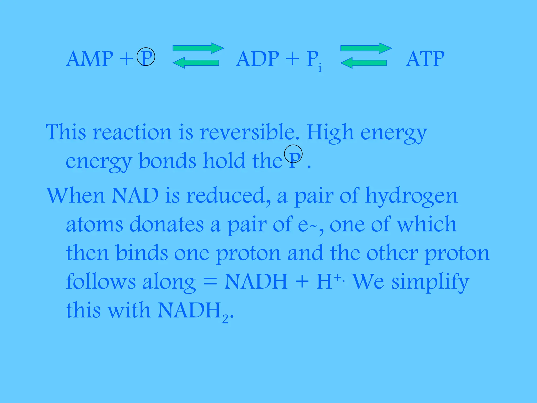 AMP + P ADP + Pi ATP
This reaction is reversible. High energy
energy bonds hold the P .
When NAD is reduced, a pair of hydrogen
atoms donates a pair of e-, one of which
then binds one proton and the other proton
follows along = NADH + H+.
We simplify
this with NADH2.
 