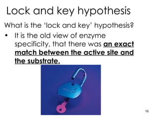 Lock and key hypothesis What is the ‘lock and key’ hypothesis? It is the old view of enzyme specificity, that there was  an exact match between the active site and the substrate. 