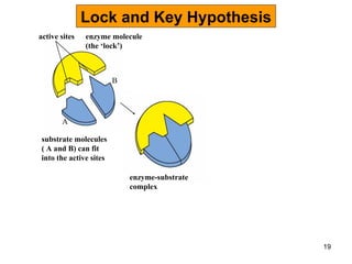 Lock and Key Hypothesis active sites A B enzyme molecule (the ‘lock’) enzyme-substrate complex substrate molecules ( A and B) can fit into the active sites 