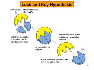 Lock and Key Hypothesis active sites A B AB enzyme molecule (the ‘lock’) enzyme-substrate complex substrate molecules ( A and B) can fit into the active sites enzyme molecule is free to take part in another reaction a new substance (product) AB leaves the active sites 