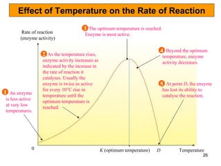 Effect of Temperature on the Rate of Reaction Temperature Rate of reaction  (enzyme activity) 0 K  (optimum temperature) D At point  D , the enzyme has lost its ability to catalyse the reaction.  An enzyme is less active at very low temperatures. 1 As the temperature rises, enzyme activity increases as indicated by the increase in the rate of reaction it catalyses. Usually the enzyme is twice as active for every 10°C rise in temperature until the optimum temperature is reached.  2 The optimum temperature is reached. Enzyme is most active. 3 Beyond the optimum temperature, enzyme activity decreases.  4 5 