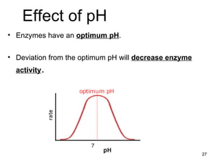 Effect of pH   Enzymes have an  optimum pH . Deviation from the optimum pH will  decrease enzyme activity . 