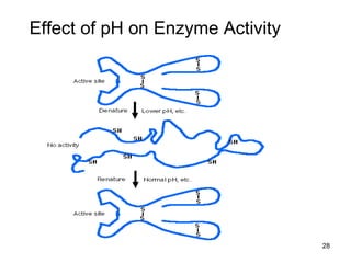 Effect of pH on Enzyme Activity 