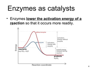 Enzymes as catalysts Enzymes  lower the activation energy of a reaction  so that it occurs more readily . 