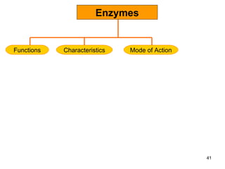 Enzymes Characteristics Functions Mode of Action 