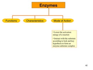 Enzymes Characteristics Functions Mode of Action Lower the activation energy of a reaction Interact with the substrate according to lock and key hypothesis to form an enzyme-substrate complex 