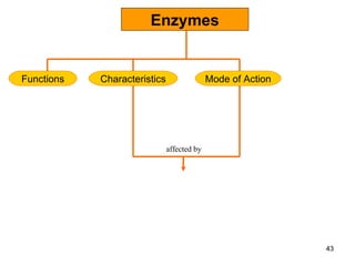 Enzymes Characteristics Functions Mode of Action affected by 