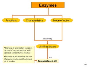 Enzymes Characteristics Functions Mode of Action Limiting factors Temperature / pH e.g. Increase in temperature increases the rate of enzyme reaction until optimum temperature is reached Increase in pH increases the rate of enzyme reaction until optimum pH is reached affected by 