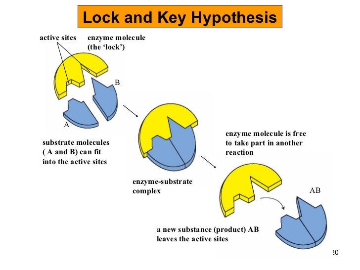 Chapter 5 enzymes