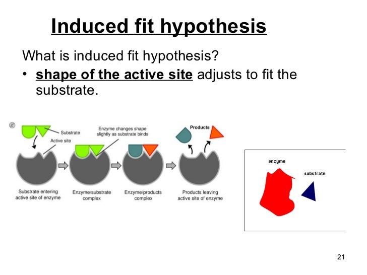 Chapter 5 enzymes