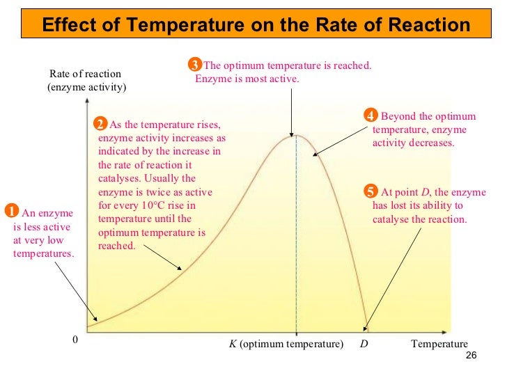 effect of temperature on an enzyme Investigating enzymes - effect of temperature on enzyme activity teacher's guide this guide is a continuation of the previous laboratory documents presented below are notes effect of temperature on enzyme activity worksheet. effect of temperature on an enzyme Investigating enzymes - effect of temperature on enzyme activity teacher's guide this guide is a continuation of the previous laboratory documents presented below are notes effect of temperature on enzyme activity worksheet.