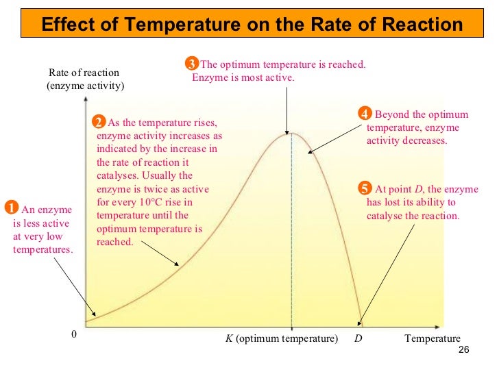 Chapter 5 enzymes