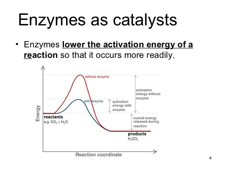 Chapter 5 enzymes