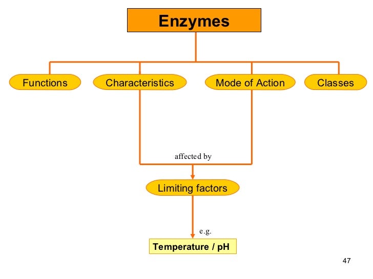 Chapter 5 enzymes