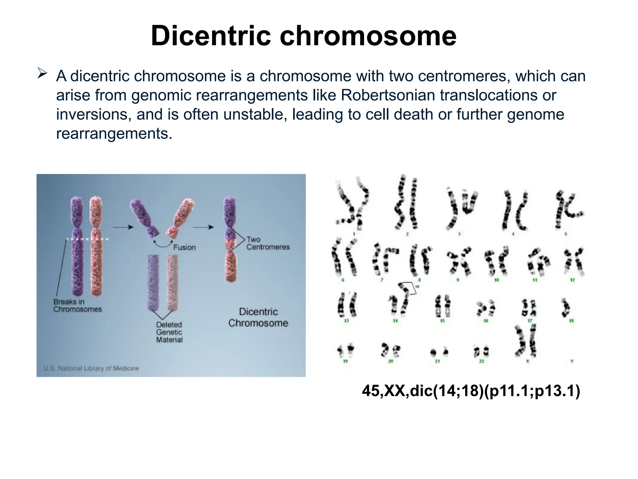 Chapter 5-Human chromosomes goodnote for you 2.pptx