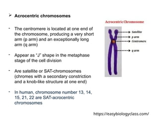 Chapter 5-Human chromosomes goodnote for you 2.pptx