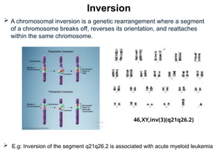 Chapter 5-Human chromosomes goodnote for you 2.pptx